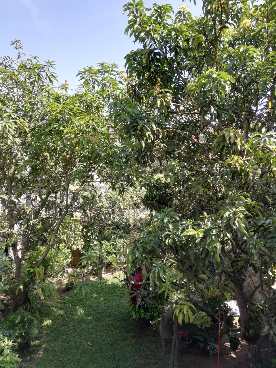 Nisadi Villa Bentota Dış mekan fotoğraf